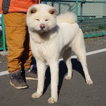 秋田犬【茨城県・男の子・2023年3月3日・白】の写真「元気で人懐っこく明るい性格の男の子です♪♪」